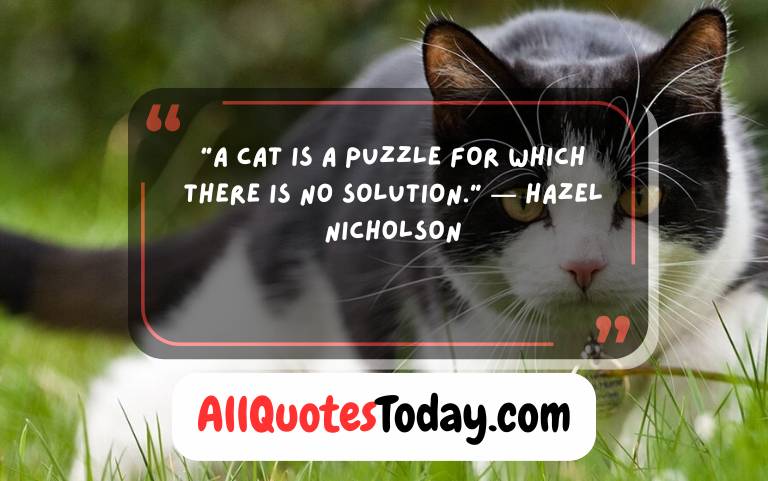 Funny Cat Quotes
