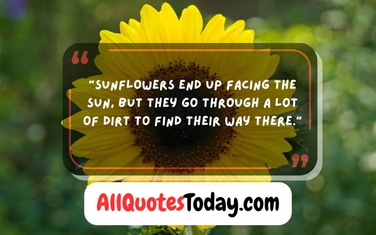 Sunflower Quotes Short Sunflower Quotes Short