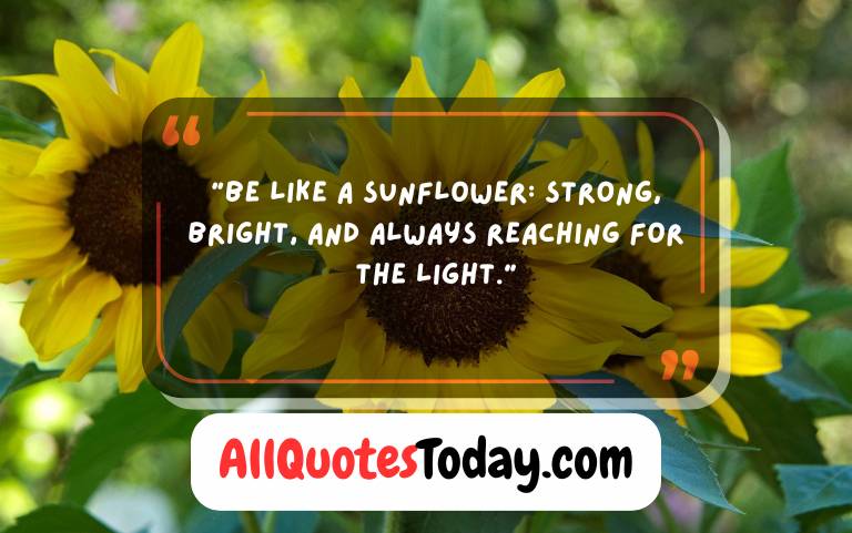 Sunflower Quotes Sunflower Quotes