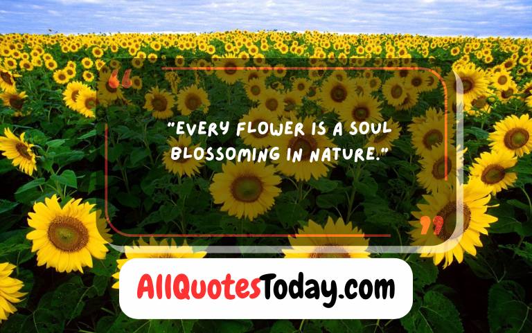 Quotes About Flowers Quotes About Flowers