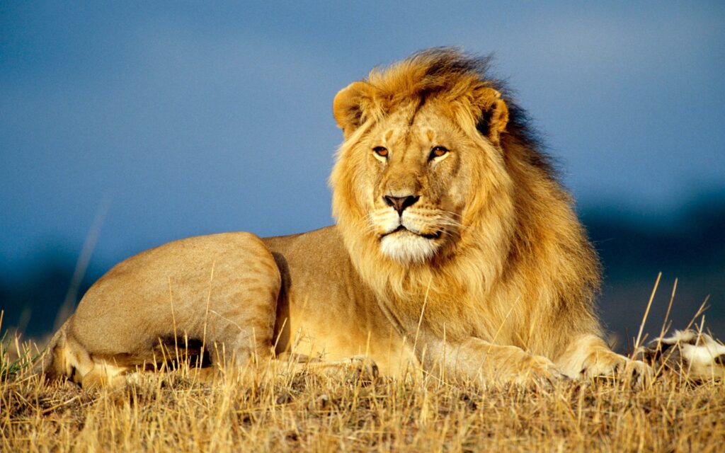 Lion Quotes